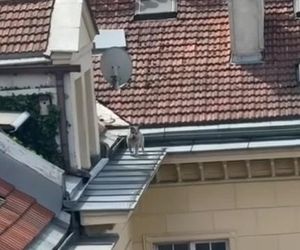 Pies biegał po dachach w Warszawie