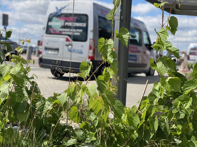 Tak wygladają ogrody deszczowe na parkingu przed terminalami Katowice Airport