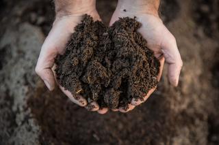 Jak sprawdzić żyzność gleby?
