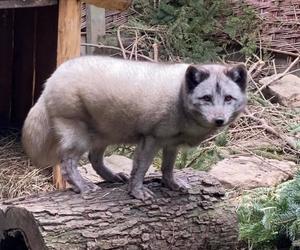 Krysia i Rysia miały być futrem, zamieszkały w fundacji