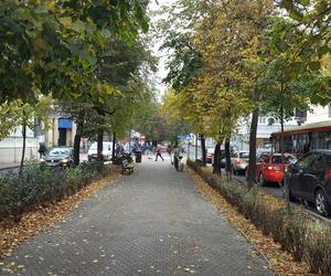 Są pieniądze na pielęgnację drzew w miejscu dawnych fortyfikacji i promenad w Lesznie