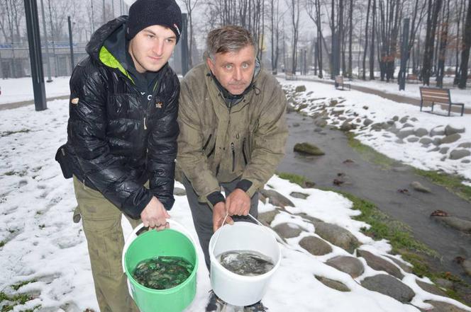 Wędkarze zarybili Czarny potok przy Krupówkach