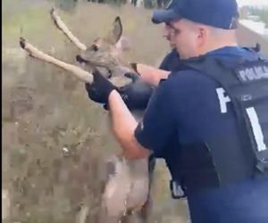 Policjanci uratowali tonącą sarenkę