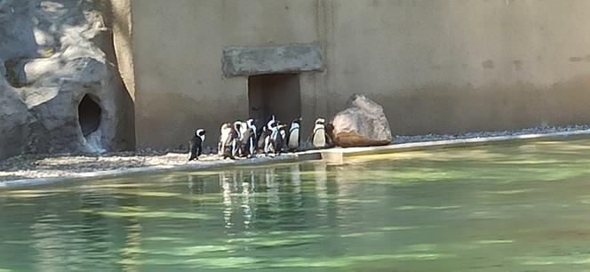 Łódzkie zoo doczekało się młodych pingwinów!