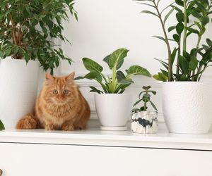 Kwiaty bezpieczne i niebezpieczne dla kota. Sprawdź!