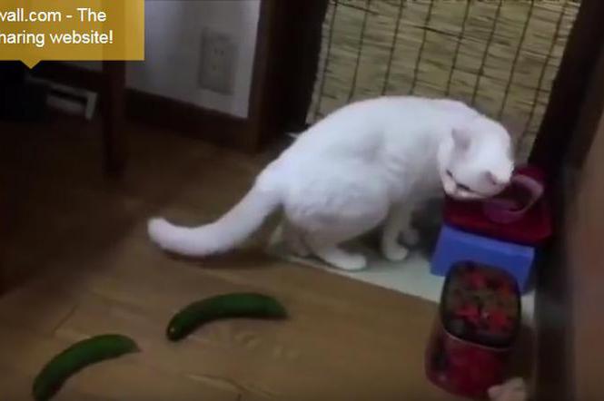 Koty boją się ogórków