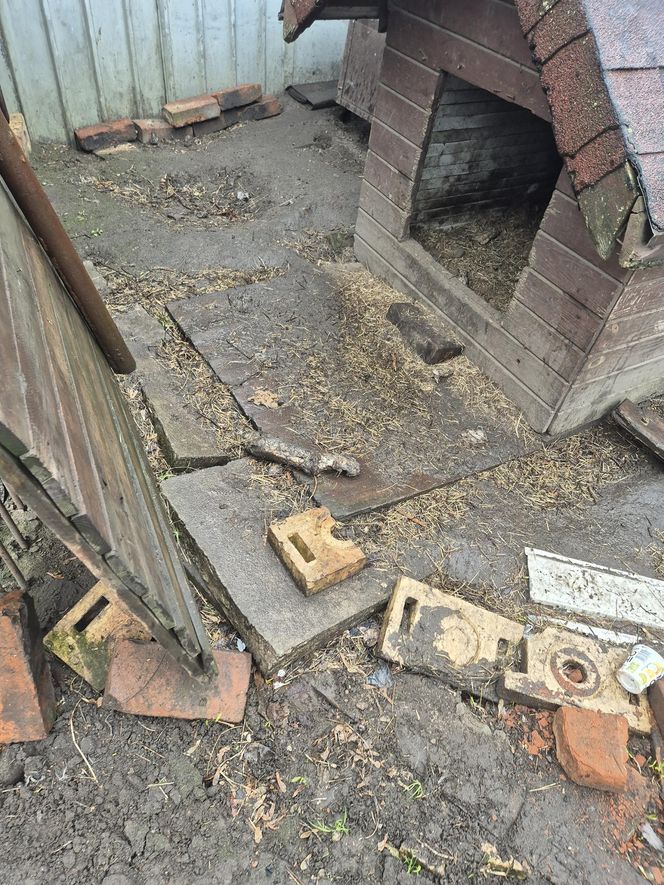 Dramat w Pruszkowie. Przetrzymywał zwierzęta w skandalicznych warunkach. Właściciel próbował się ich pozbyć