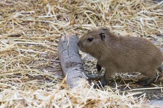 Kapibara z wrocławskiego zoo