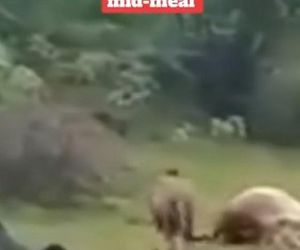 Turysta zobaczył lwa i naprawdę to zrobił! Zobacz, co stało się później