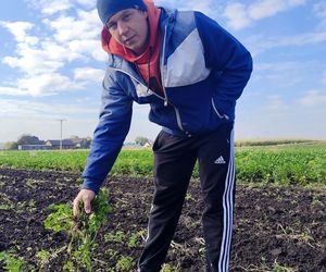 Rolnicy oszukani na nasionach