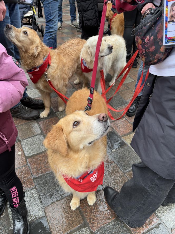 Golden Retriever WOŚP w Poznaniu