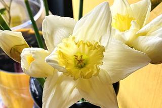 Narcyzy (Narcissus)
