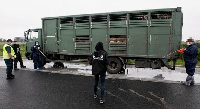 Za dużo zwierząt w jednym transporcie