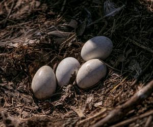 Naziemnne gniazda bocianów