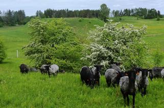 Tylko podlaskie Haćki zgłosiły się do obchodów Europejskiego Dnia Natura 2000 [AUDIO]