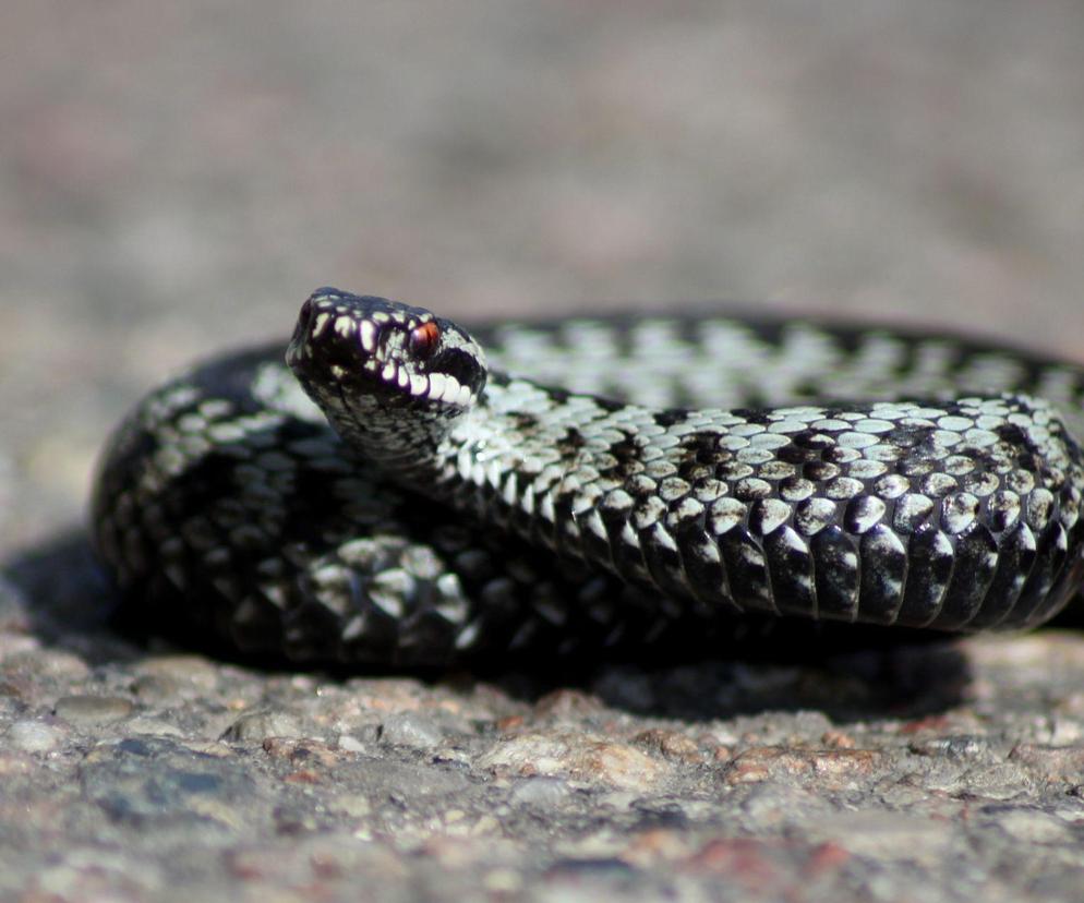 Leśnicy ostrzegają przed kolejnym zagrożeniem. Połowa to ukąszenia na sucho