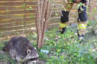 Mały szop wałęsał się po działkach w Kamieńczyku