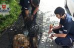 Włodawa: Psy wyrzucone do rzeki. Zwierzęta utrzymywały się na konarze drzewa [ZDJĘCIA]