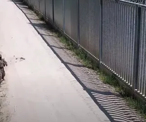 Kolejny incydent na granicy z Białorusią. Żołnierz celem nielegalnych migrantów