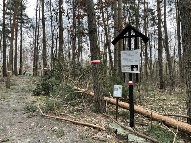 Drzewo runęło na mężczyznę w Emowie. Zginął na miejscu