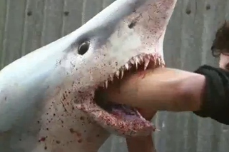 Rekin zabójca ożył w sklepie rybnym