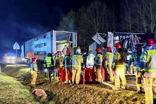 Wypadek tira na drodze krajowej nr 70. Zginęło kilkadziesiąt świń [ZDJĘCIA].