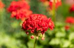 Pelargonia Calliope