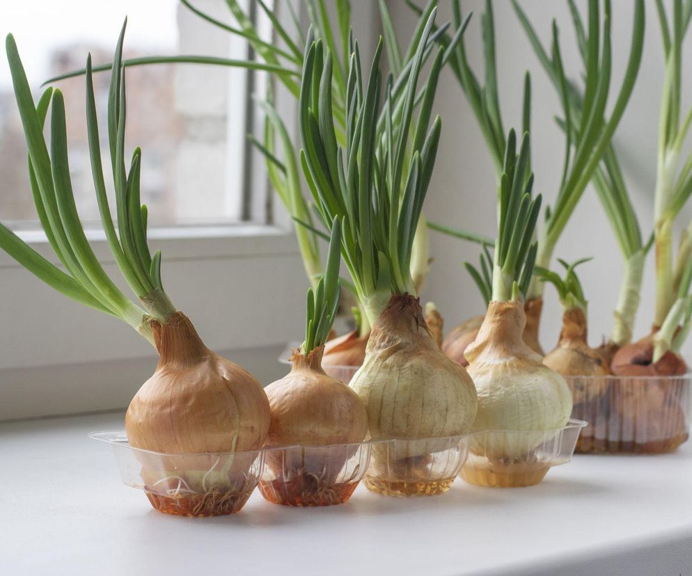 Jak pędzić cebulę w domu i cieszyć się zimą świeżym szczypiorem?