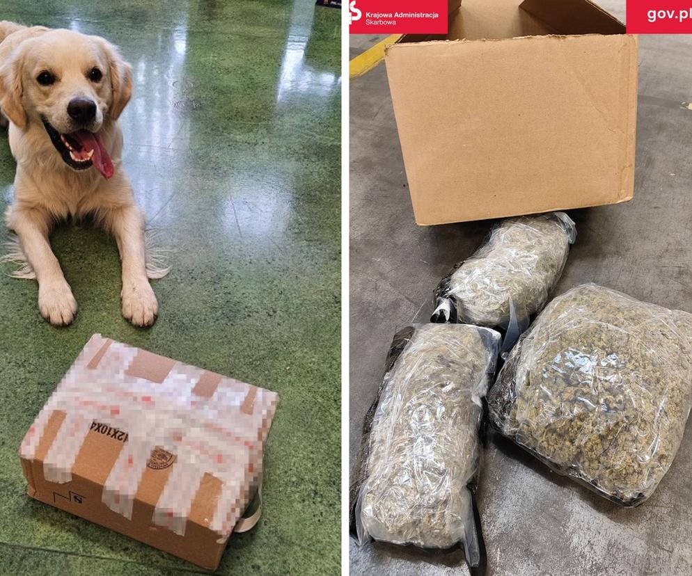 W jednej z przesyłek w Zabrzu pies Kodi wywąchał prawie 2 kg suszu roślinnego