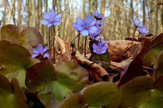 Wiosna w lasach podprzemyskich