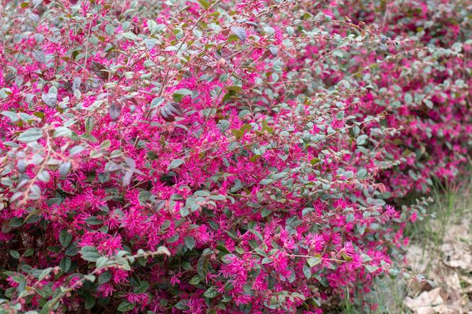 Loropetalum chińskie