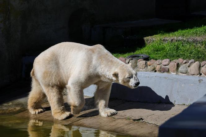 Niedźwiedzie polarne z Warszawskiego ZOO