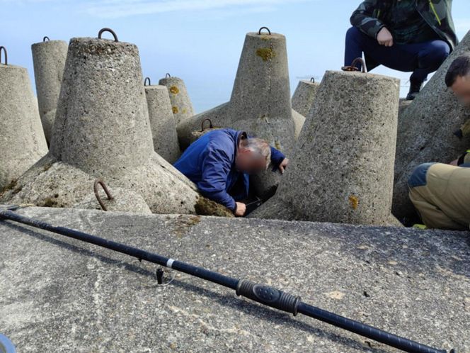 Pies uwieziony na falochronie.