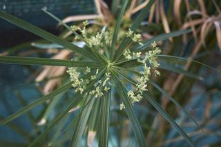 Cibora zmienna (papirus)