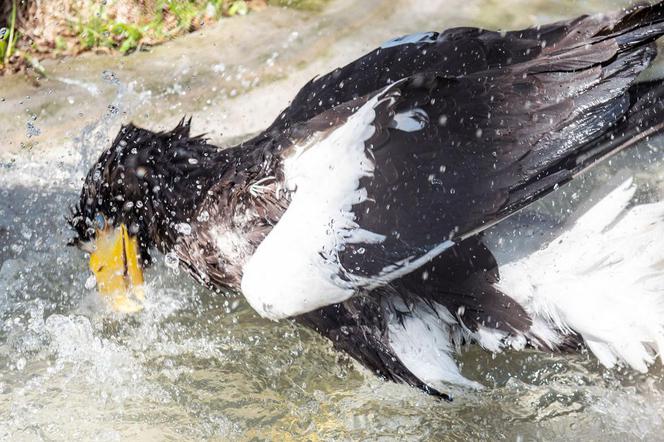 Przed nami piknik z okazji Dnia Bielika w łódzkim ZOO! 