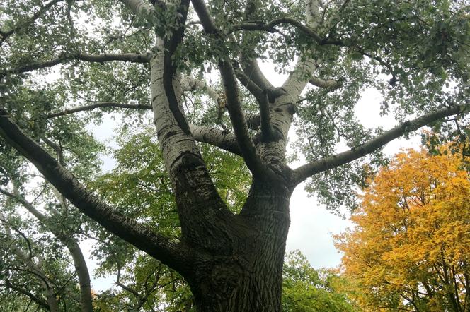 Topola biała na Tatarach obok Dworku Grafa