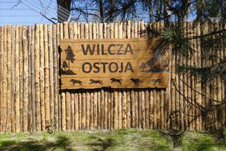 Wilcza Ostoja we wrocławskim zoo