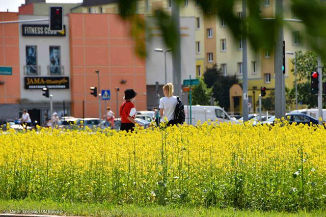 Białystok. Pierwsze łąki już kwitną. W 2020 roku pojawiły się w nowych miejscach