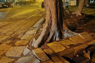 Zielone elfice uwolniły drzewo od betonu. „Jeśli to miał być żart, to arcysłaby”