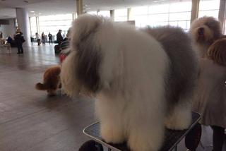 Wystawa Psów Rasowych w Poznaniu 2016