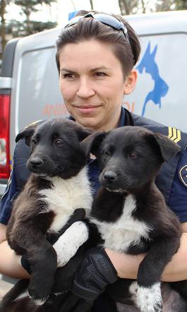 Kto przygarnie czarno-białe misie