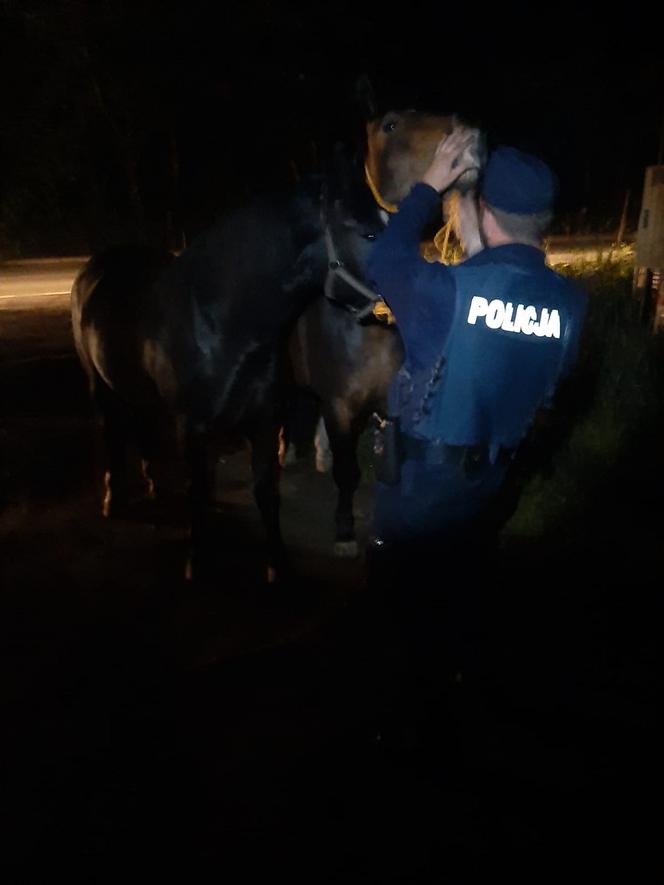 Niecodzienna akcja policjantów z Rypina. Nocne wezwanie do... biegających koni!