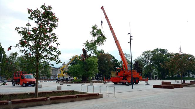 Baobab został wycięty