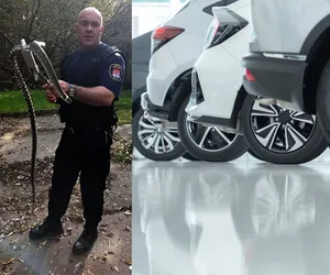 Ogromny wąż w salonie samochodowym w Płocku! Ukrywał się za szafami