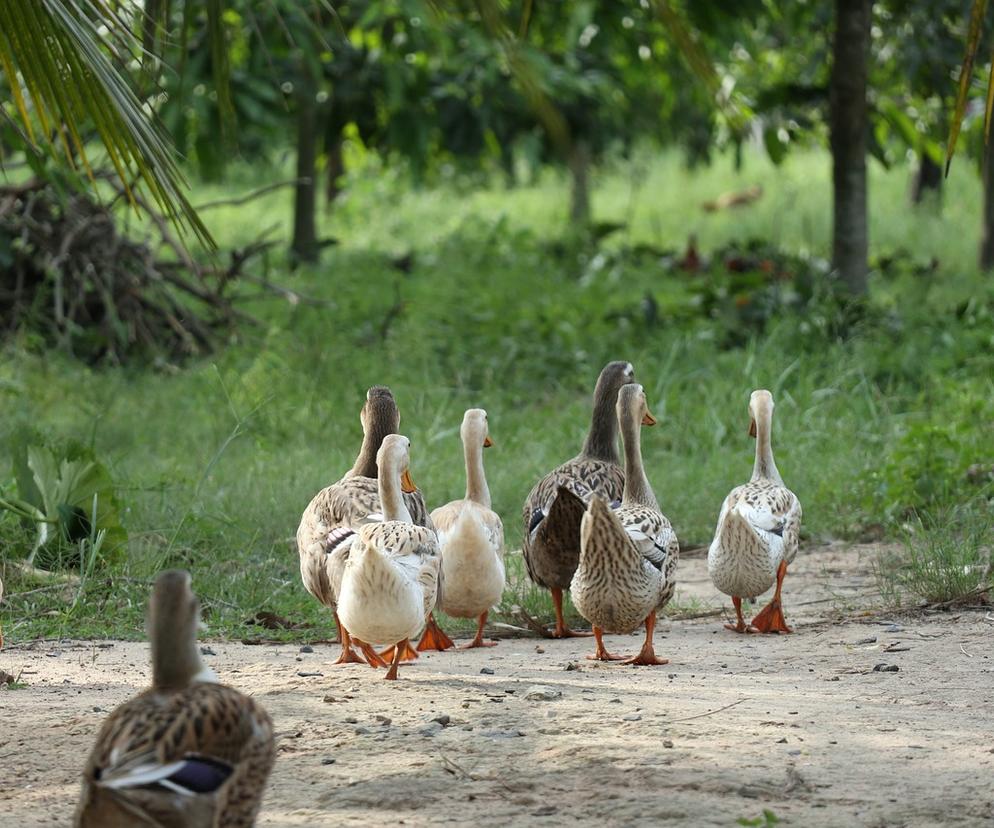 Ptasia grypa w Wielkopolsce. Zagazowanych zostanie 37 tys. sztuk kaczek!