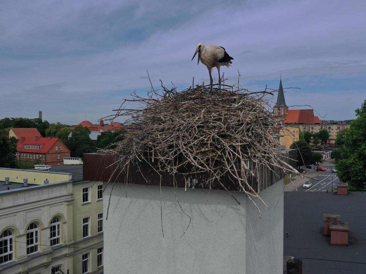Urzędnicy sprawdzili stan bociana. Czeka na swój pierwszy lot