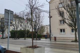 Przesadzanie drzew z betonowych donic