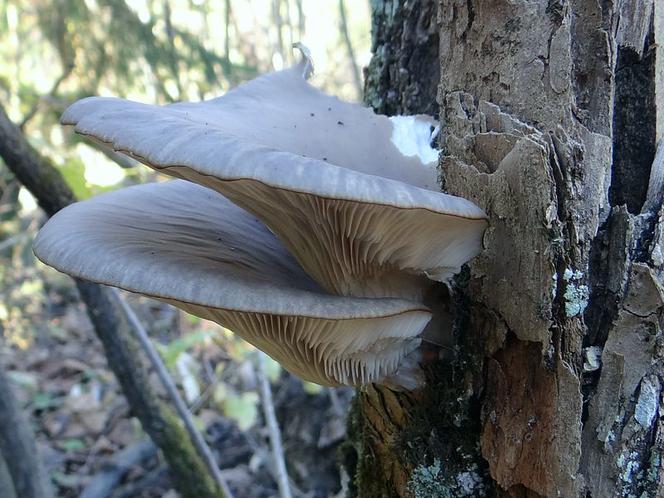 Grzyby do zbierania zimą