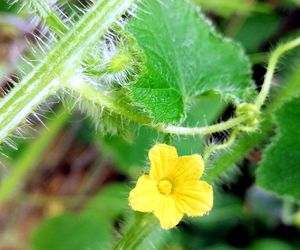 Kiwano 