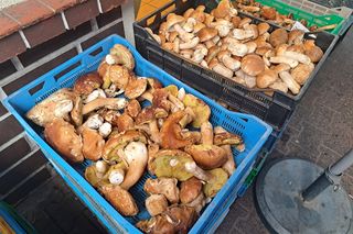 Ceny grzybów 2024 w Krakowie